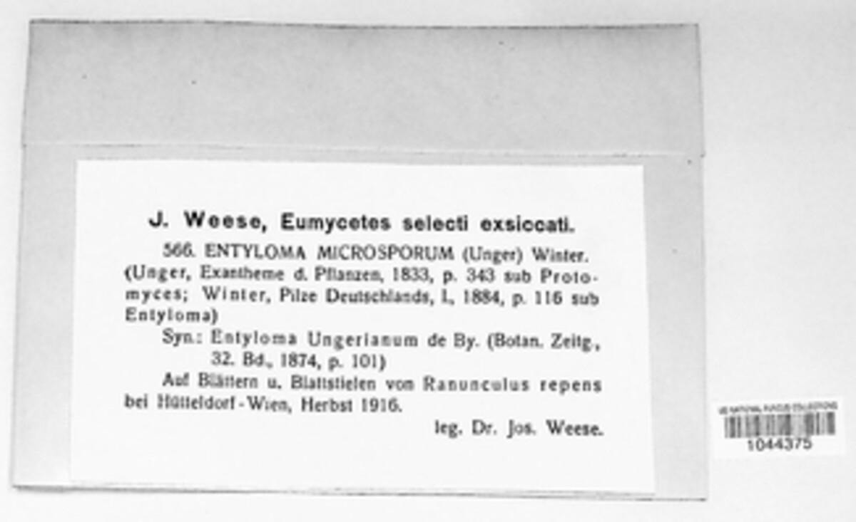 Entyloma microsporum image